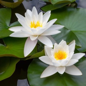 Vdvelde Weiße Seerose Komplettset Inkl Korb Substrat Kies & Nahrung