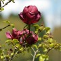 Blühende, schwarzrote Tulpenmagnolie (Magnolia) mit purpurfarbenen Blüten auf einem Strauch.