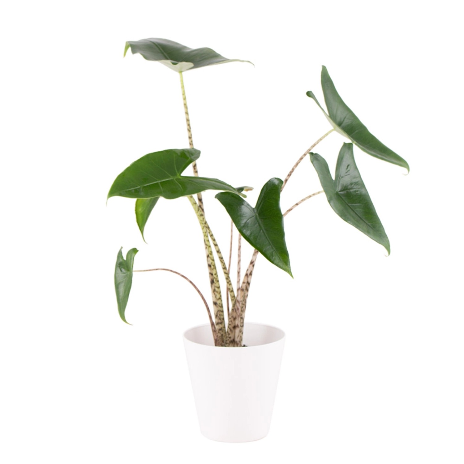 Alocasia Zebrina Gratis Topf Zimmerpflanze Höhe ca. 50 cm Topf-ø 14 cm Elefantenohr