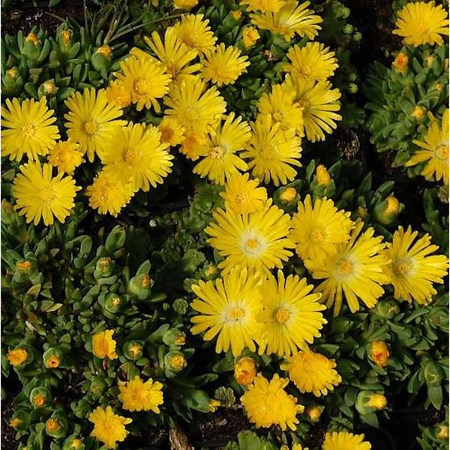 Mittagsblümchen Golden Nugget - Delosperma congestrum günstig online kaufen