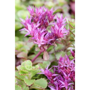 Detailaufnahme des roten Teppichsedums 'Fuldaglut' im 9x9 cm Topf.