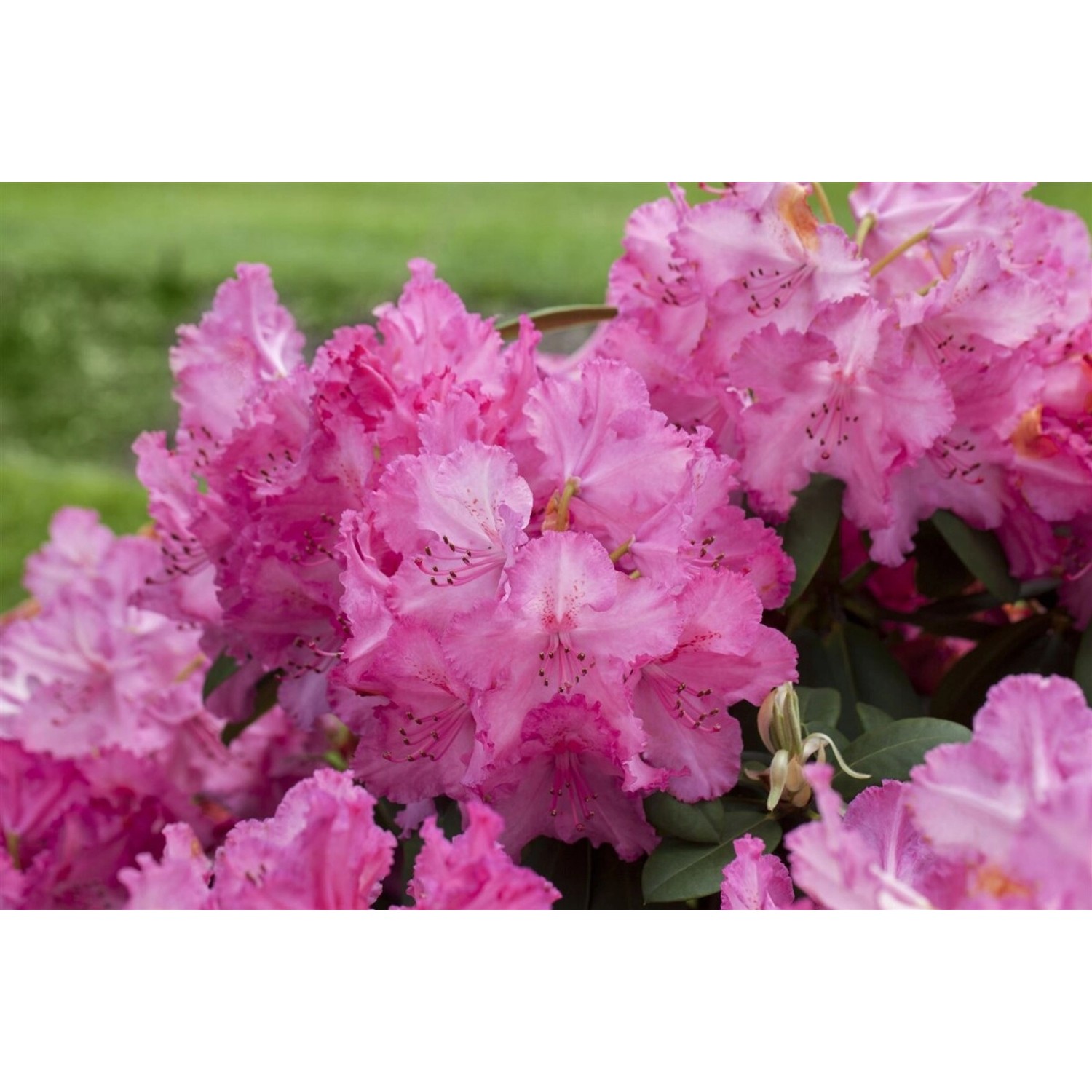 Rhododendron Hybr. Haithabu Rhododendron Rosa Blüten 40–50 cm günstig online kaufen