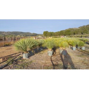 Winterharte Yucca Rostrata Palmlilie im Topf, Stammhöhe 15/20 cm, blaugraue Blätter.