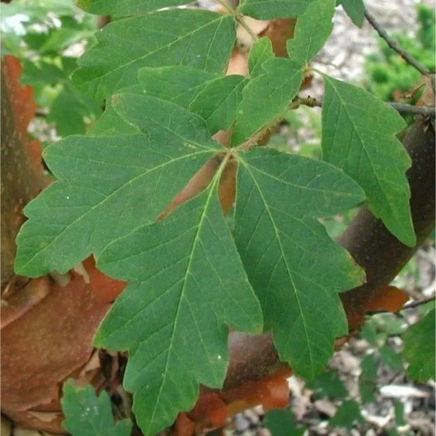 Zimtahorn Acer griseum 60 bis 80 cm im Container Zierbaum