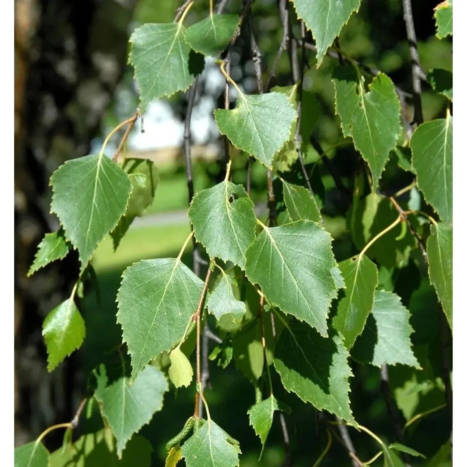 Hochstamm Hängebirke Magical Globe 100-125cm - Betula pendula