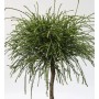 Hochstamm Faden Lebensbaum 'Whipcord', ca. 100-125 cm, Thuja plicata im Topf.