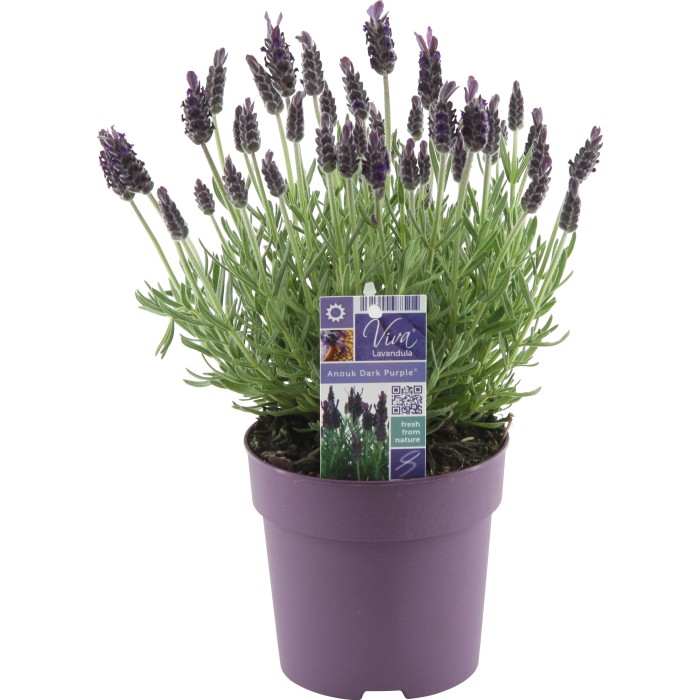 Lavendel kaufen bei OBI