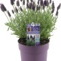 Schopflavendel Anouk Dark Purple im lila Topf, ca. 20 cm hoch.