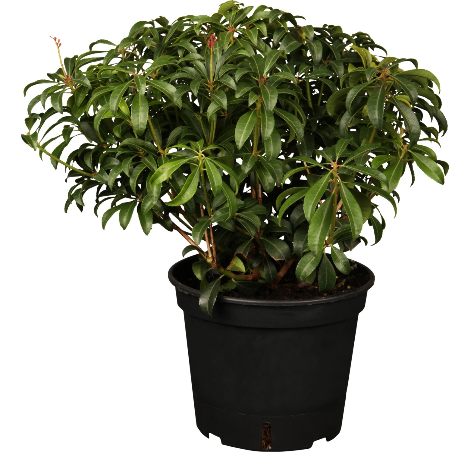 OBI Lavendelheide Bonfire Weiß Höhe ca. 20 - 25 cm Topf ca. 2 l Pieris