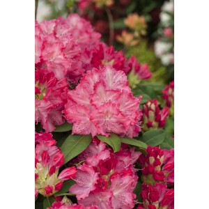 Rosa Rhododendron Hybr. Germania, 40–50 cm hoch, mit üppigen Blüten.
