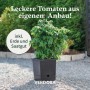 VERDOBA Tomatentopf Tomaten Anzuchtset Inkl. Saatgut & Erde Rankhilfe_2