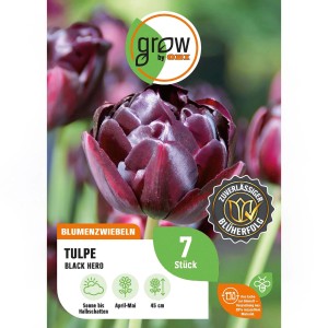 Nahaufnahme einer dunkelvioletten GROW by OBI Tulpe Black Hero, 7 Stück, ideal für Beet und Kübel.