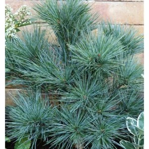 Detailaufnahme einer Zwergseidenkiefer (Pinus strobus) mit blaugrünen Nadeln.