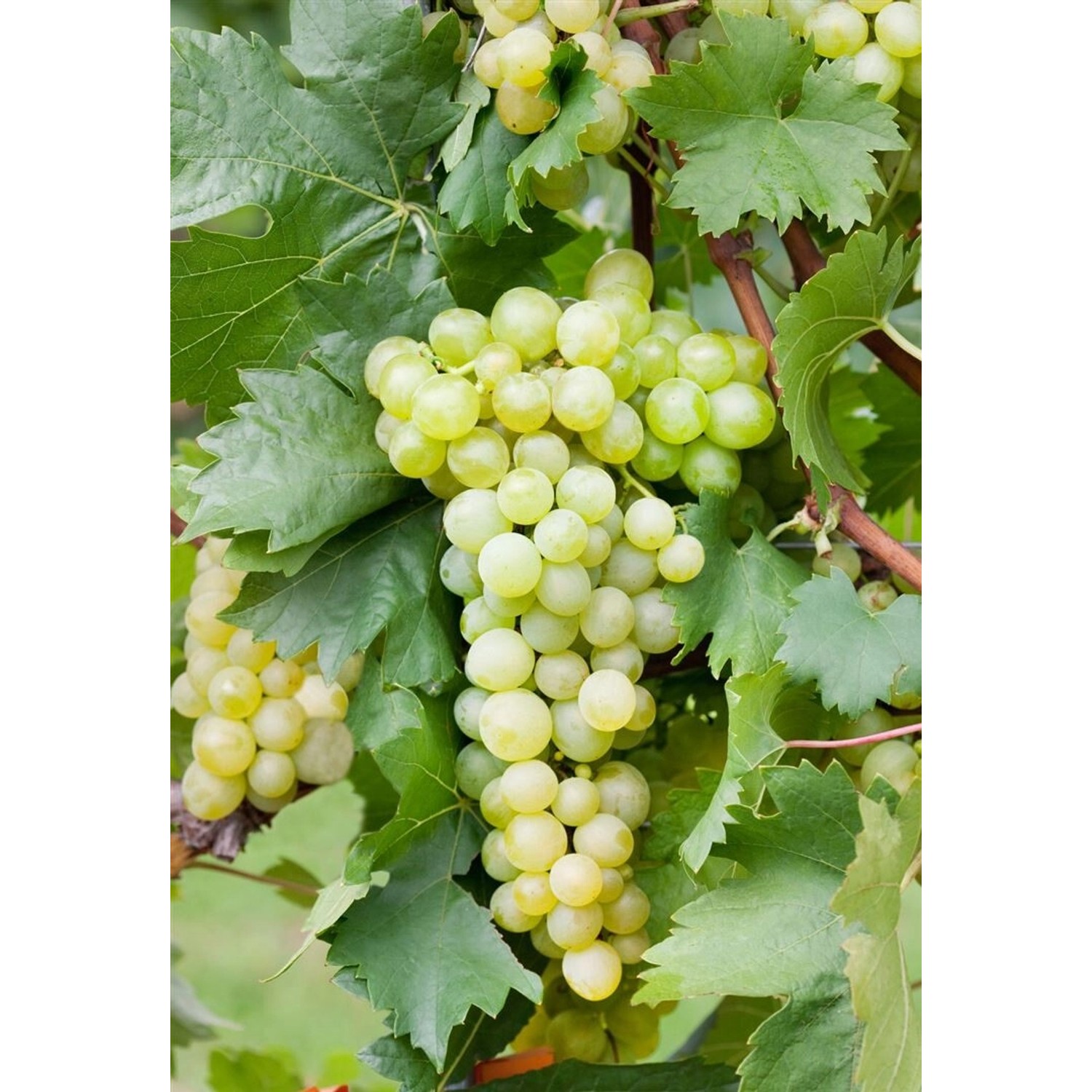 Vitis Vinifera Weinrebe Gelb 40–60 cm günstig online kaufen