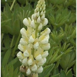 Weiße Strauchlupine (Lupinus arboreus Albiflorus) im Detail. Gartenstaude mit weißen Blüten.