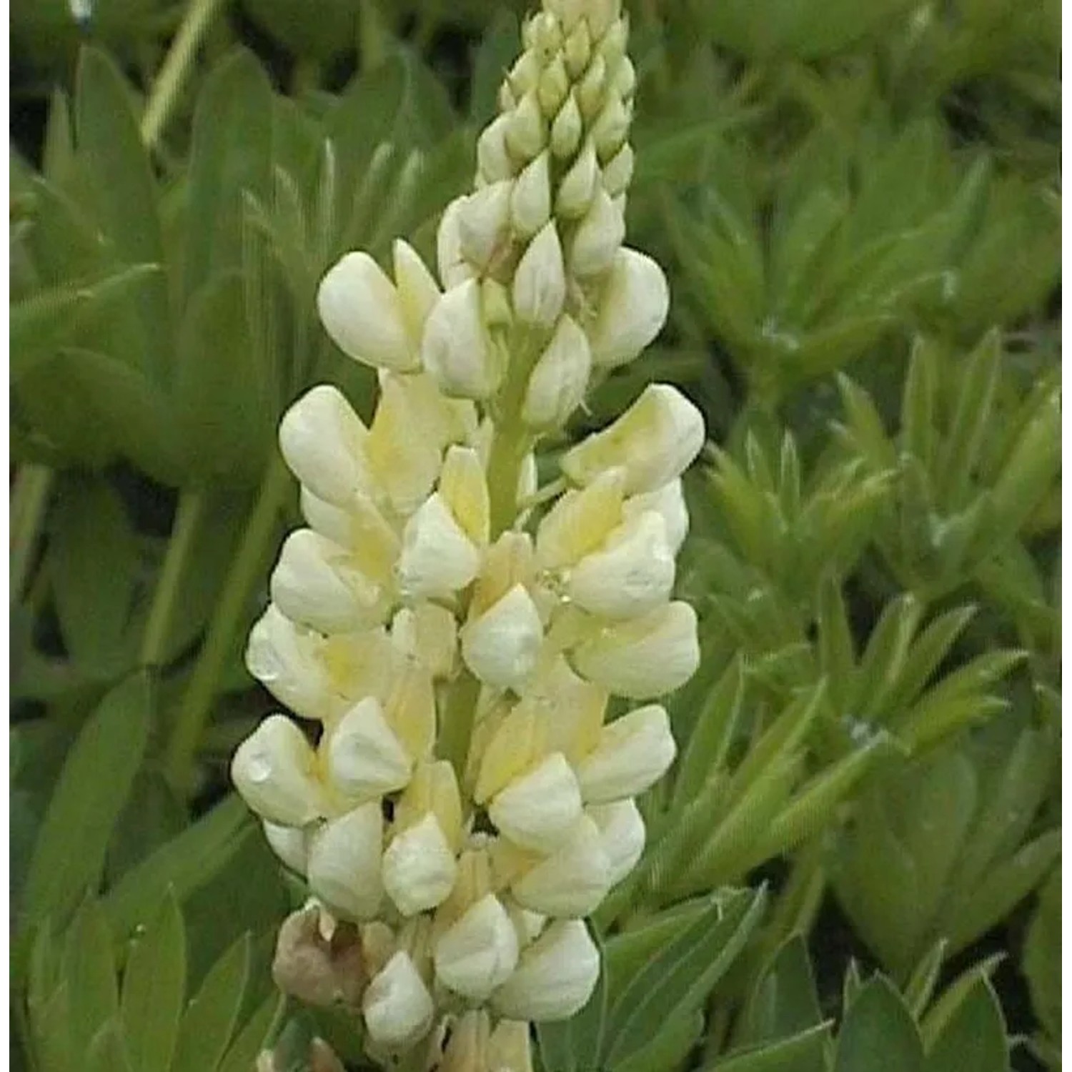 Strauchlupine Albiflorus - Lupinus arboreus