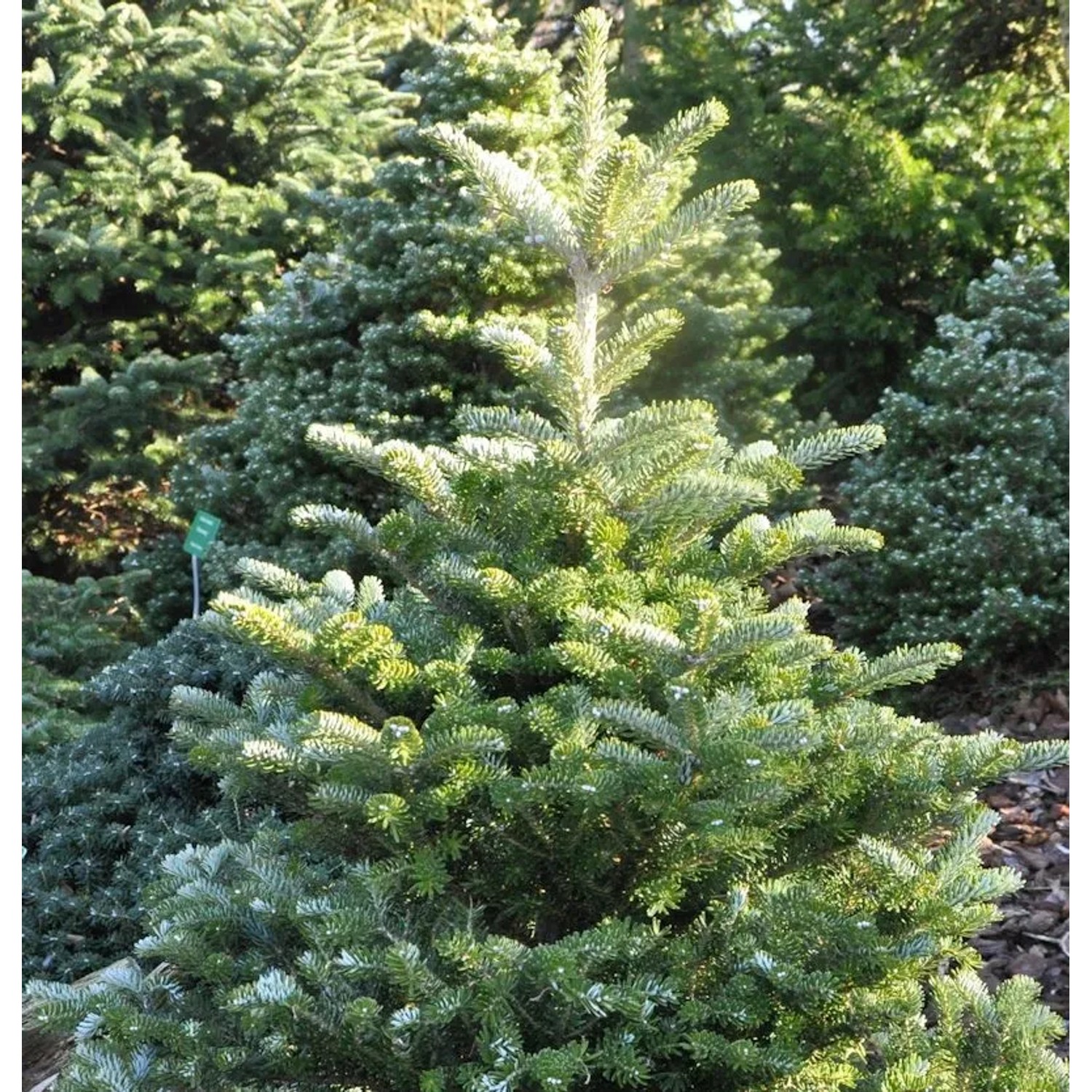 Koreatanne Sämling 60-80cm - Abies koreana