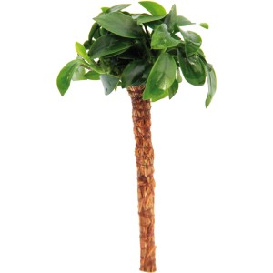 Dennerle Aquariumpflanze Bonsai Palme mit Anubias Barteri Nana, grüne Blätter, brauner Stamm.