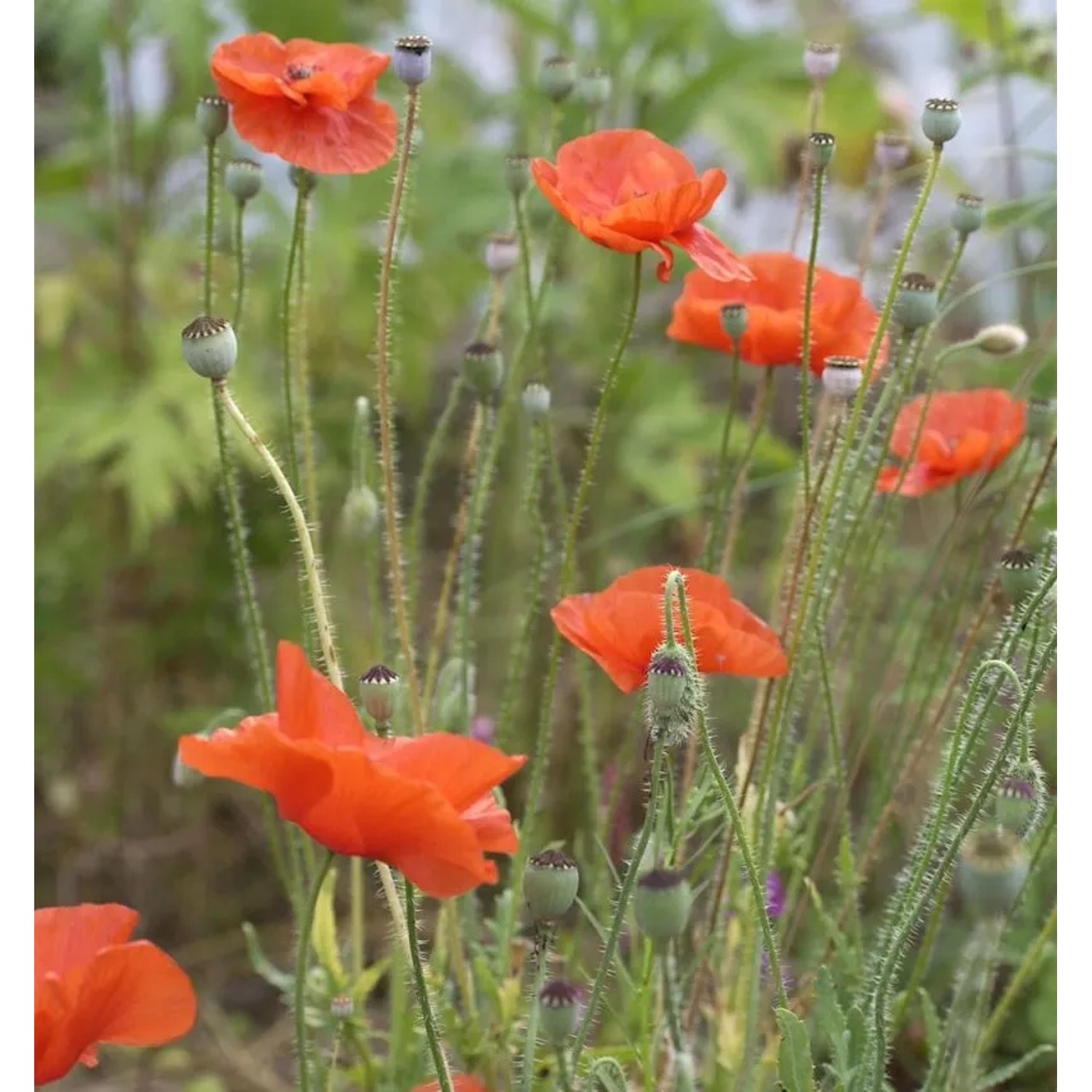 Spanischer Mohn Flore Plenum - Papaver rupifragum