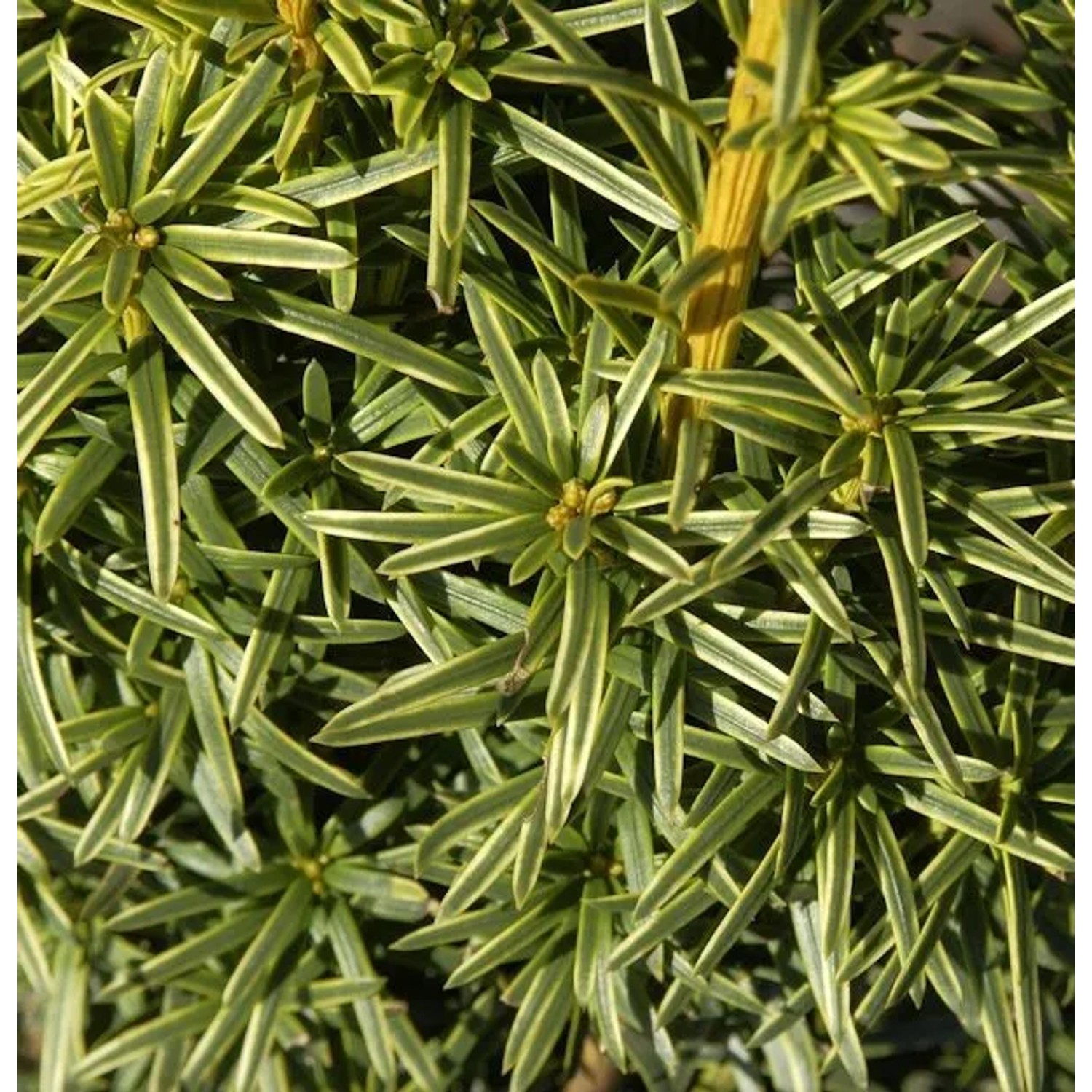 Gelbe Adlerschwingen Eibe 30-40cm - Taxus baccata Aureovariegata