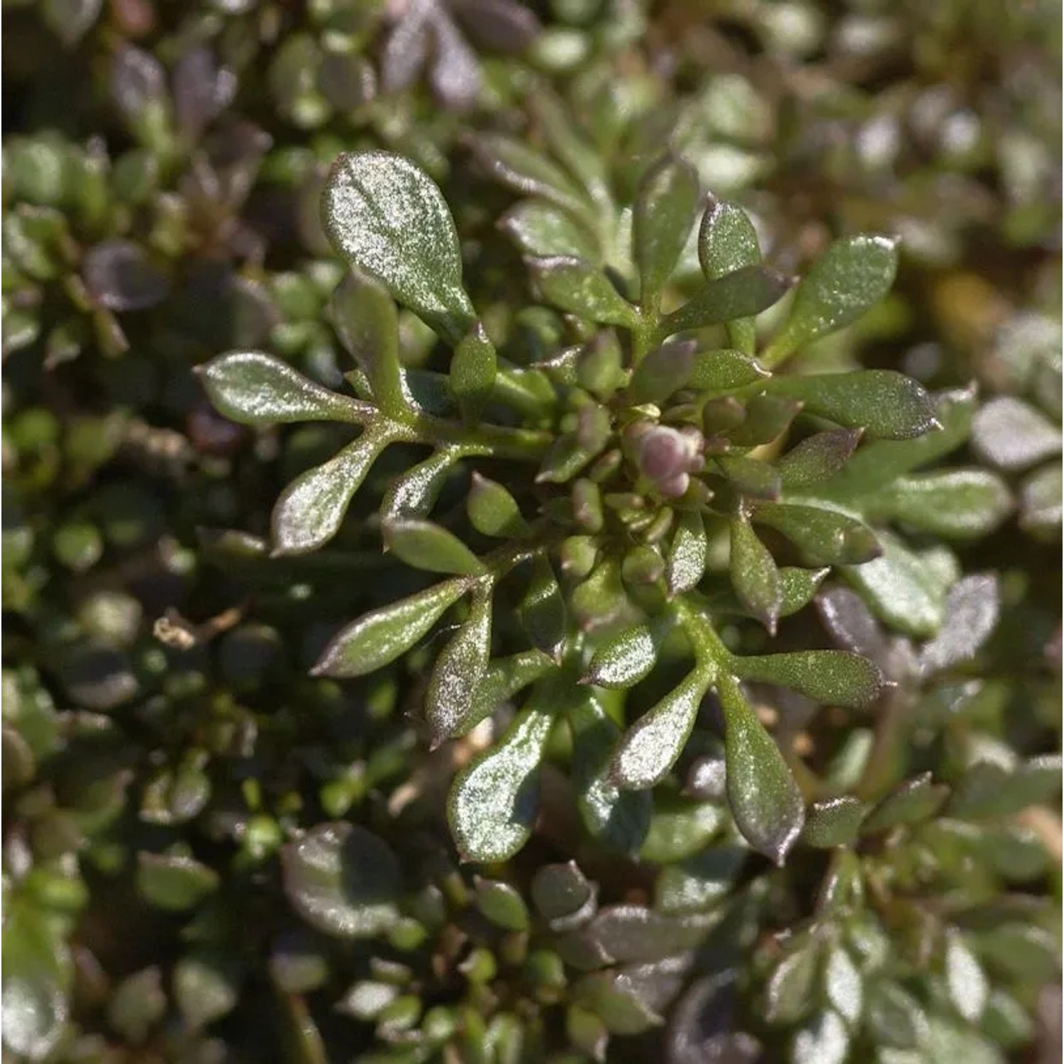 Seerose Hollandia - Nymphaea