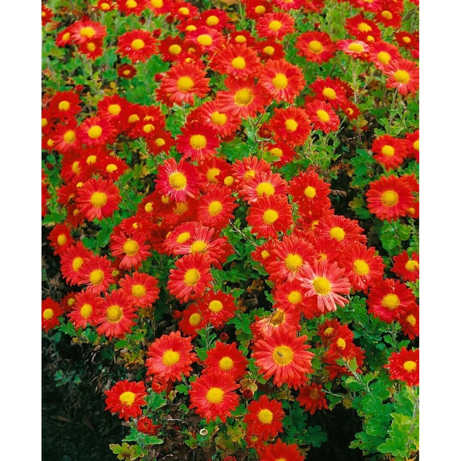 Chrysanthemum X Hort. Gartenchrysantheme Ca. 9x9 cm Topf günstig online kaufen