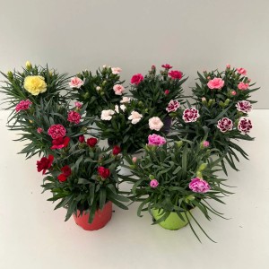 Verschiedenfarbige GROW by OBI Nelke-Oskar (Dianthus caryophyllus) im Topf, ca. 30 cm hoch.