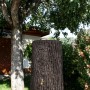 Arves Regentonne Evergreen, 475 l, dunkelbraun, Baumstammoptik mit Zapfhahn im Garten.