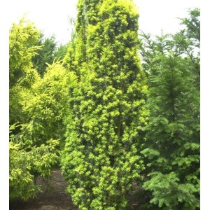 Gelbe Säuleneibe (Taxus baccata Fastigiata Aureomarginata), 60-80cm, im Garten.