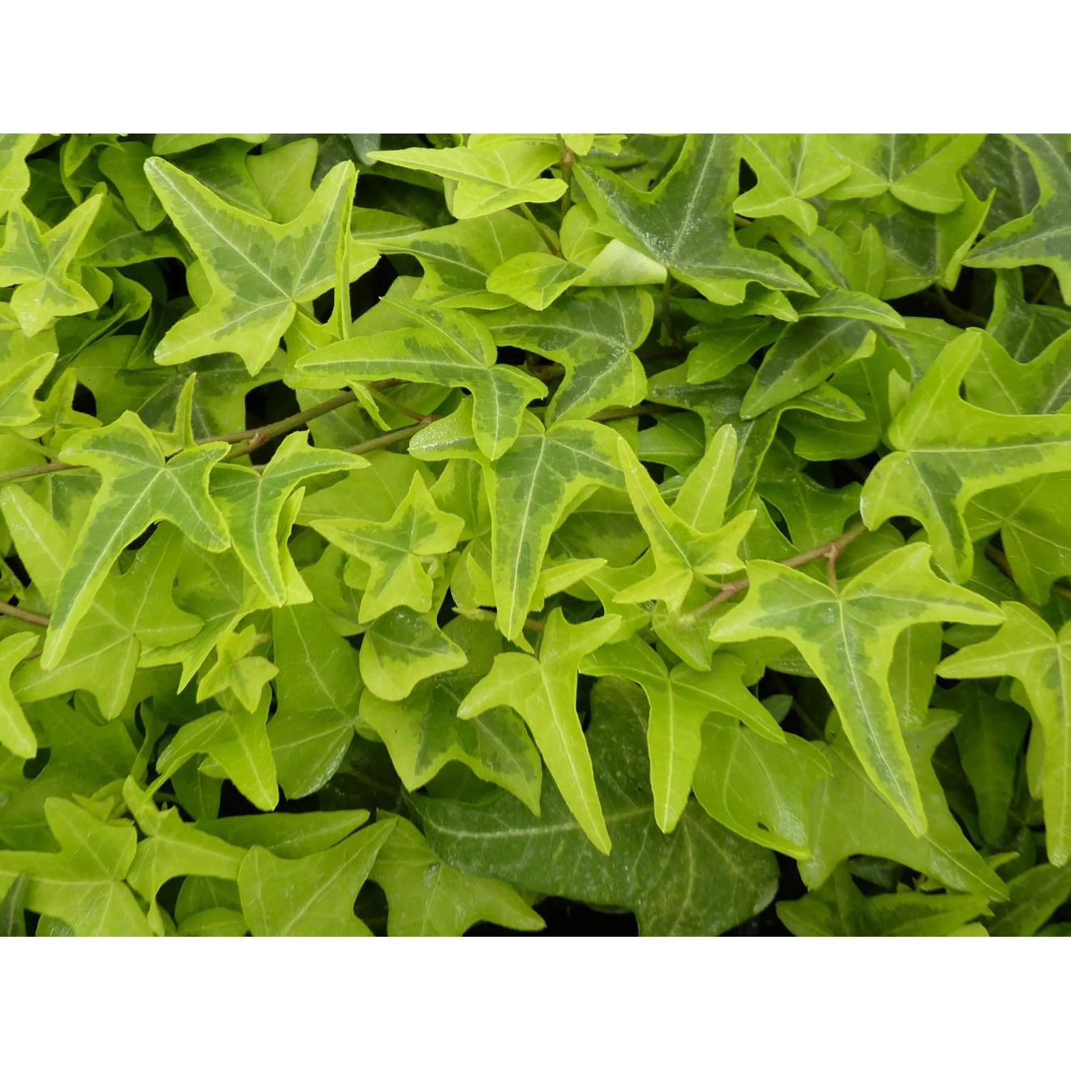 Efeu Goldstern Topf-Ø ca. 9 cm Hedera helix