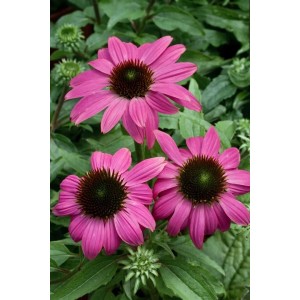Roter Sonnenhut 'Powwow Wild Berry' im 9x9 cm Topf mit leuchtend pinken Blüten.