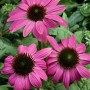 Roter Sonnenhut 'Powwow Wild Berry' im 9x9 cm Topf mit leuchtend pinken Blüten.