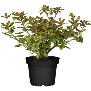 Gelber OBI Rhododendron "Shamrock" im Topf, ca. 20-25 cm hoch. Immergrüne Kübelpflanze für halbschattige Standorte.