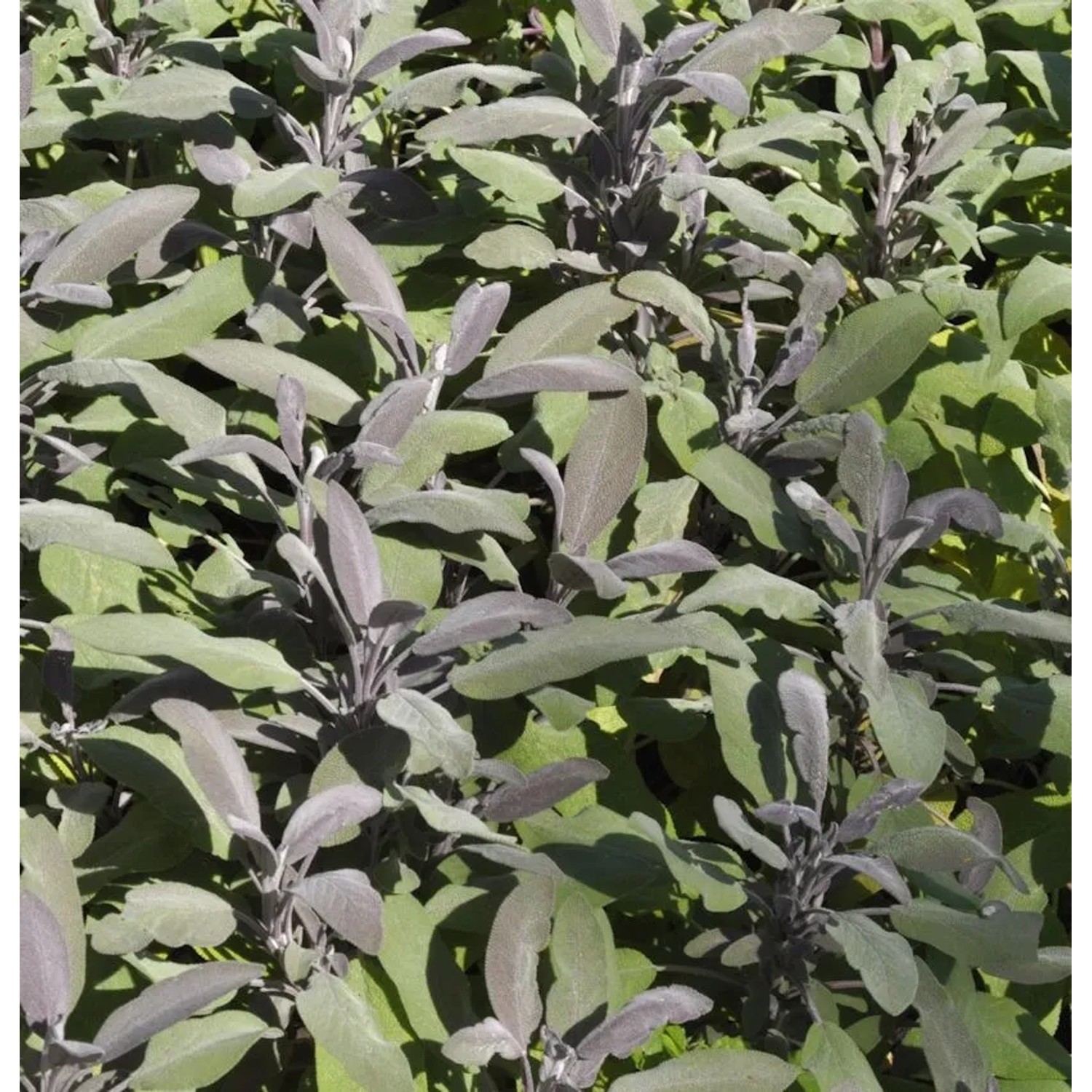 Echter Salbei Purpurascens - Salvia officinalis