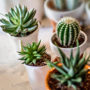 Verschiedene Kakteen und Sukkulenten in Töpfen, ideal für Seramis Spezial-Substrat.