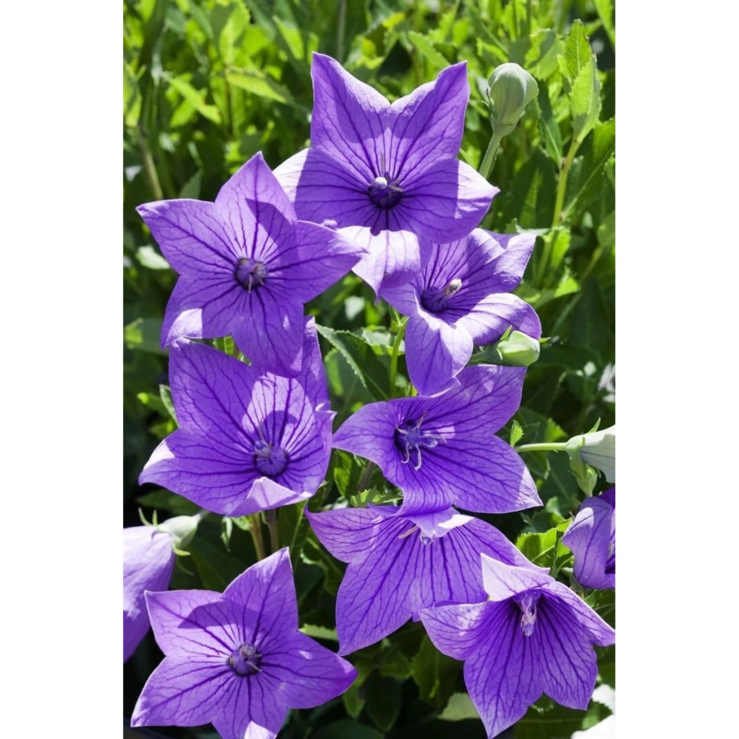 Platycodon Grandiflorus Fuji Blue Ballonblume Ca. 9x9 cm Topf günstig online kaufen
