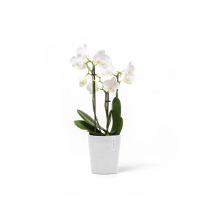 Weißer Ecopots Pflanztopf Morinda, 11 cm, mit blühender Orchidee. Ideal für Innenräume.