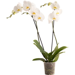 GROW by OBI Schmetterlingsorchidee Cambridge mit weißen Blüten und gelber Lippe im Topf.