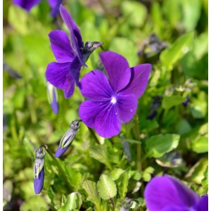 Hornveilchen Hansa - Viola cornuta