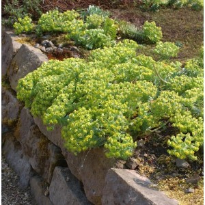 Walzen-Wolfsmilch Staude (Euphorbia myrsinites) mit gelben Blüten auf einer Steinmauer.