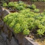 Walzen-Wolfsmilch Staude (Euphorbia myrsinites) mit gelben Blüten auf einer Steinmauer.