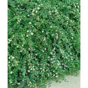 Immergrüner Bodendecker Cotoneaster Coral Beauty mit weißen Blüten.