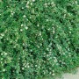 Immergrüner Bodendecker Cotoneaster Coral Beauty mit weißen Blüten.