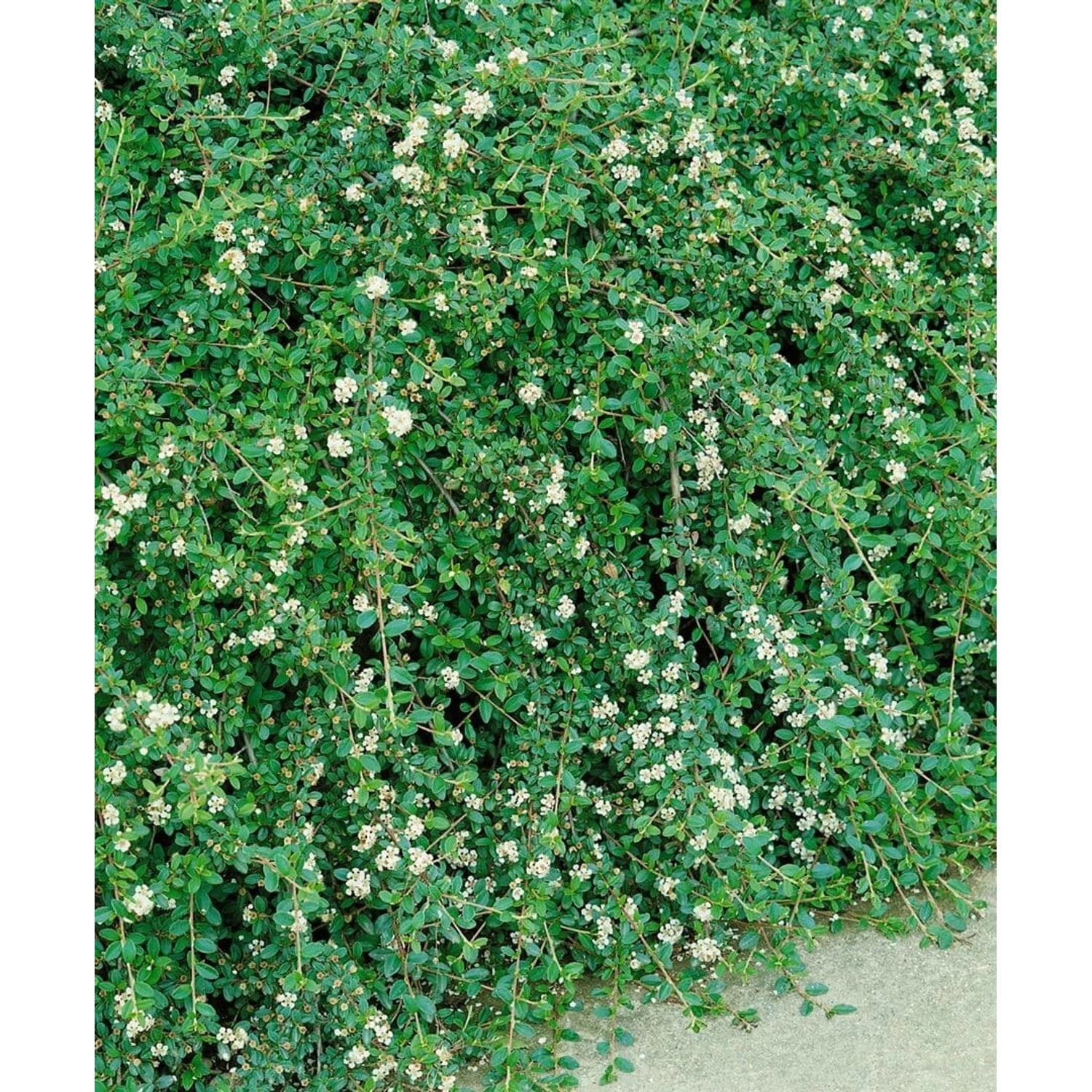Cotoneaster X Suecicus Coral Beauty Immergrün Rote Beeren 125 cm Stammhöhe günstig online kaufen