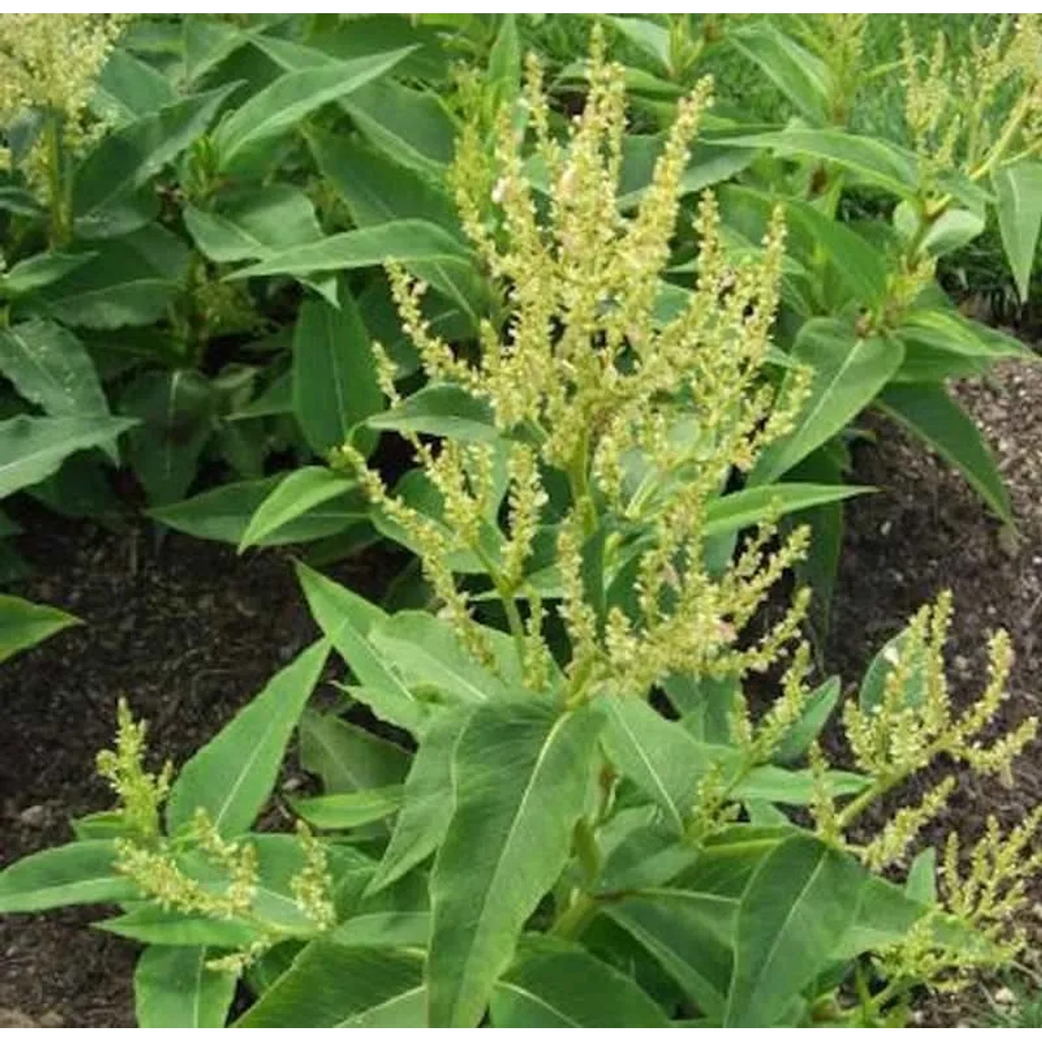 Weyrich Knöterich - Aconogonon weyrichii