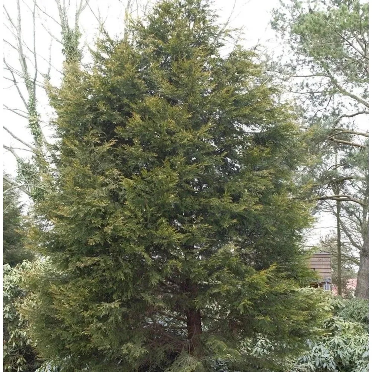 Gelbe Leyland Zypresse Castlewellan Gold 80-100cm - Cupressocyparis,eylandii