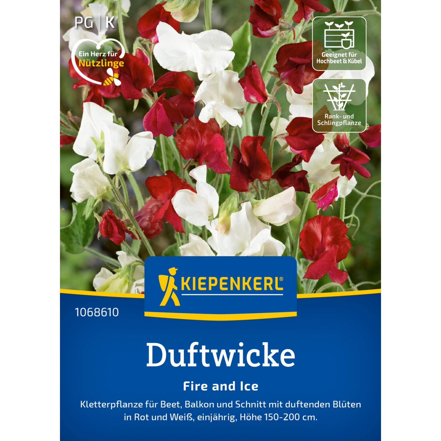 Kiepenkerl Duftwicke Fire and Ice Lathyrus odoratus günstig online kaufen