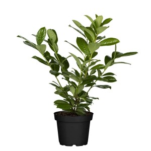 Kirschlorbeer 'Novita' (40-60 cm) im Topf, immergrüne Heckenpflanze mit glänzendem Laub.