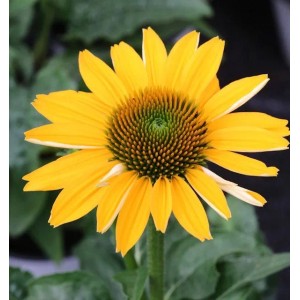 Gelber Sonnenhut 'Flame Thrower' (Echinacea purpurea) mit grüner Mitte und lanzettlichen Blütenblättern.