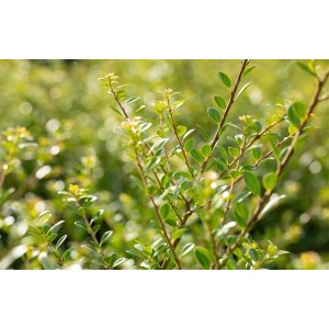 Ilex crenata 'Stokes', 15-20 cm, Nahaufnahme der immergrünen Heckenpflanze mit kleinen, glänzenden Blättern.